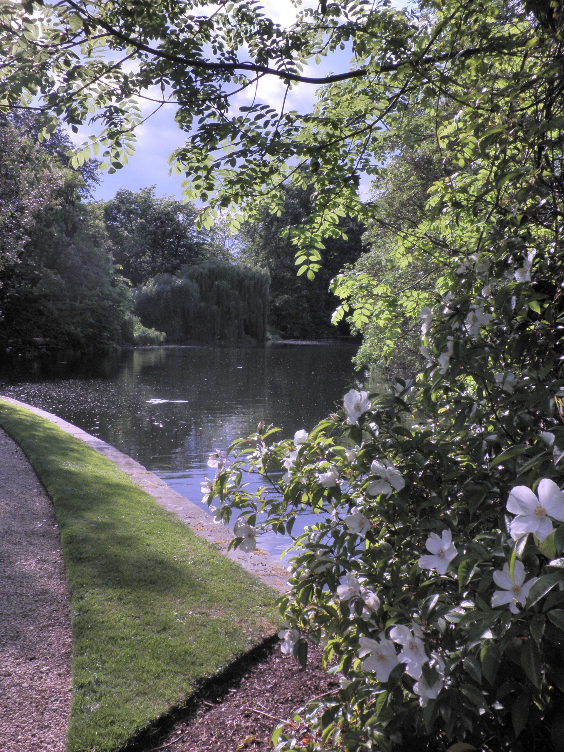 Colour photograph of the lake in Worcester College, framed by flowering trees.